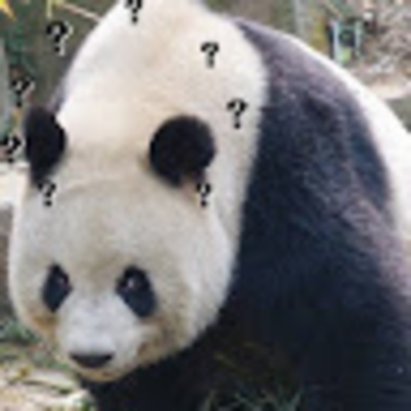 pandazhu